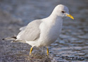 Larus canus